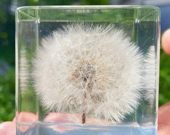 Real Handpicked Dandelion Resin Cube | Paperweight Christmas Gift