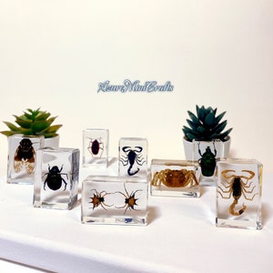 Real Arthropod Insect Specimen Embedded in Clear Resin | Entomology Teaching | Gift For Bug Bettle Lovers