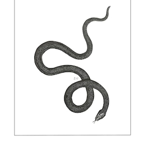 Può includere: Un disegno in bianco e nero di un serpente arrotolato su uno sfondo bianco.