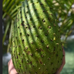May include: A green soursop fruit with a spiky, textured surface. The fruit is covered in small, brown bumps and has a slightly elongated shape.