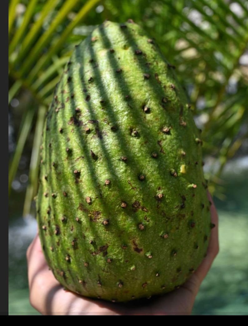 May include: A green soursop fruit with a spiky, textured surface. The fruit is covered in small, brown bumps and has a slightly elongated shape.