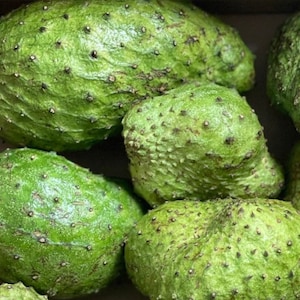 May include: A close-up of several green soursop fruits. The fruits have a bumpy, textured surface and are arranged in a pile.