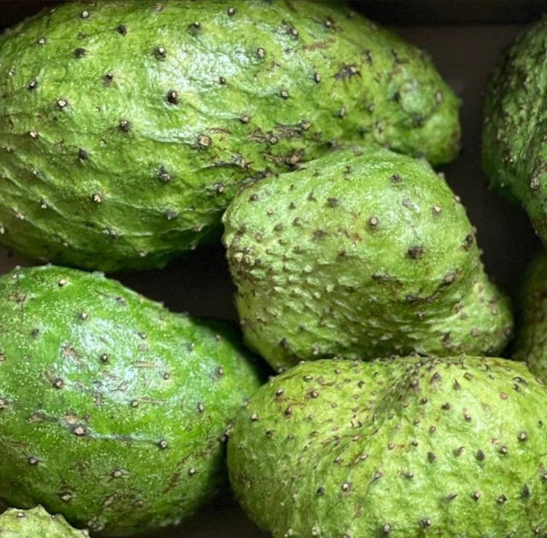 May include: A close-up of several green soursop fruits. The fruits have a bumpy, textured surface and are arranged in a pile.