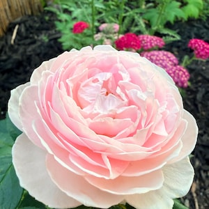 May include: A large, pale pink rose in full bloom with many tightly packed, overlapping petals. The flower is centered in the frame, showcasing a soft, light pink color that deepens toward the center, surrounded by dark green leaves.