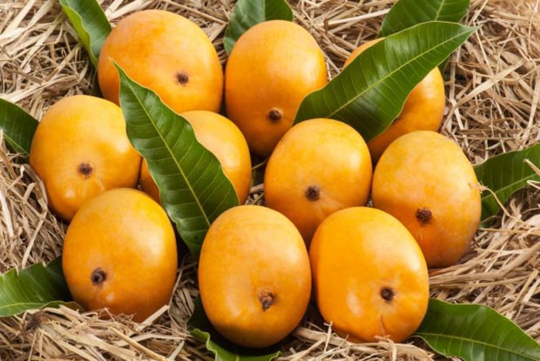 M-tech Gardens Rare Exotic Malgova Mango Fruit 1 Healthy - Etsy