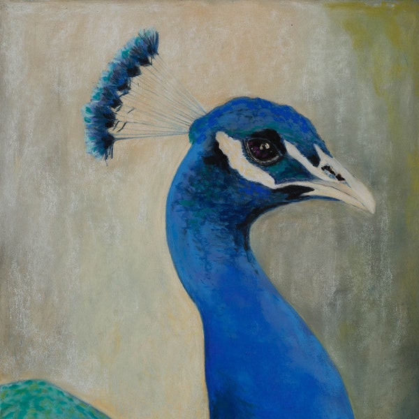 Paon bleu - oiseau, pastel sur papier pastelmat, art mural, pièce unique, dessin au pastel, art mural animalier, portrait animal, bleu, vert