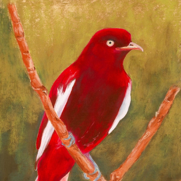 Oiseau sur une branche, pastel sur papier pastelmat, pièce unique, dessin au pastel, art mural animalier, portrait animal, rouge, vert