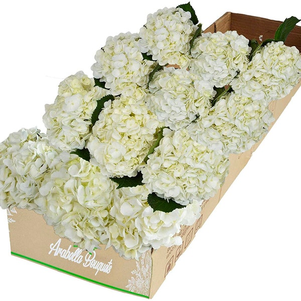 12 Stem White Hydrangea by Arabella Bouquets (Bulk Fresh Cut Flowers)