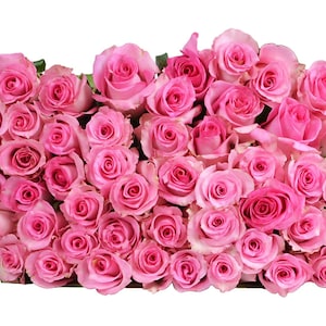 50 Stem Pink Roses by Arabella Bouquets (Bulk Fresh Cut Flowers)