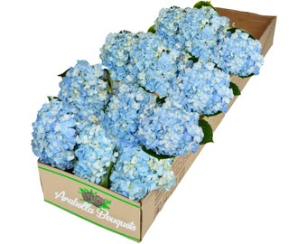 12 Stem Blue Hydrangea by Arabella Bouquets (Bulk Fresh Cut Flowers)