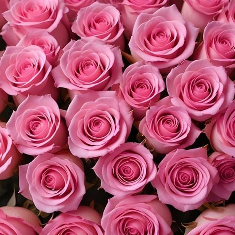 40 Pink Roses 100 Fresh Pink Roses | Arabella Bouquets | Bulk Flowers for Delivery ...
