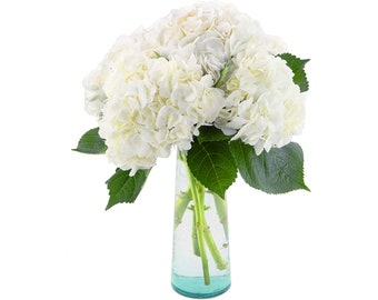 5 Stems White Hydrangea by Arabella Bouquets with a Free Hand-Blown Vase (Fresh Cut Flowers)