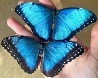Der Blaue Morpho echter Schmetterling aus Südamerika Insekt zur Zubereitung nicht montiert