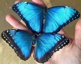 De Blue Morpho echte vlinder uit Zuid-Amerika insect ter bereiding