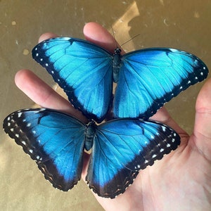 The Blue Morpho real butterfly from South America insect for preparation