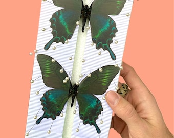 Tablero de expansión de mariposas y polillas con cuadrícula adhesiva Entomología Taxidermia