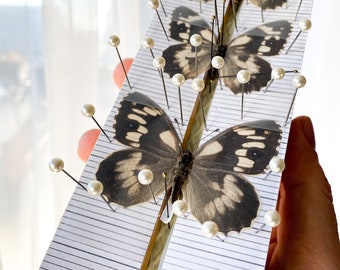 Butterfly Moth Beetle Spreading Mounting Pinning Boards Entomology WITHOUT grid sticker