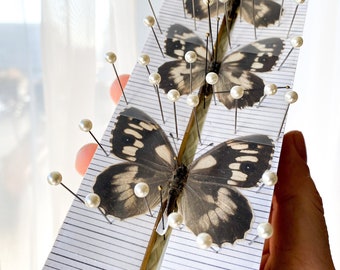 Butterfly Moth Spreading Board with Grid Sticker Taxidermy Entomology