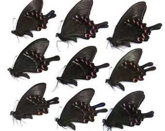 9 X Papilio maackii the alpine black swallowtail tropical dry papered butterflies from China collection