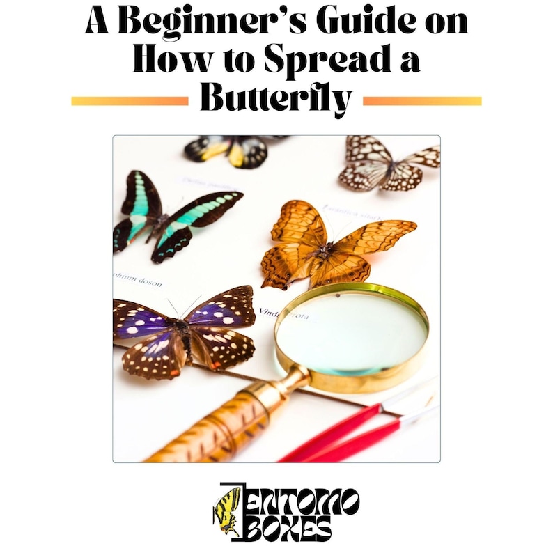 butterfly collection guide