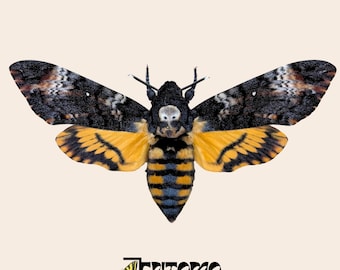 Ejemplar real de polilla esfinge cabeza de muerte montado para colección de taxidermia entomológica