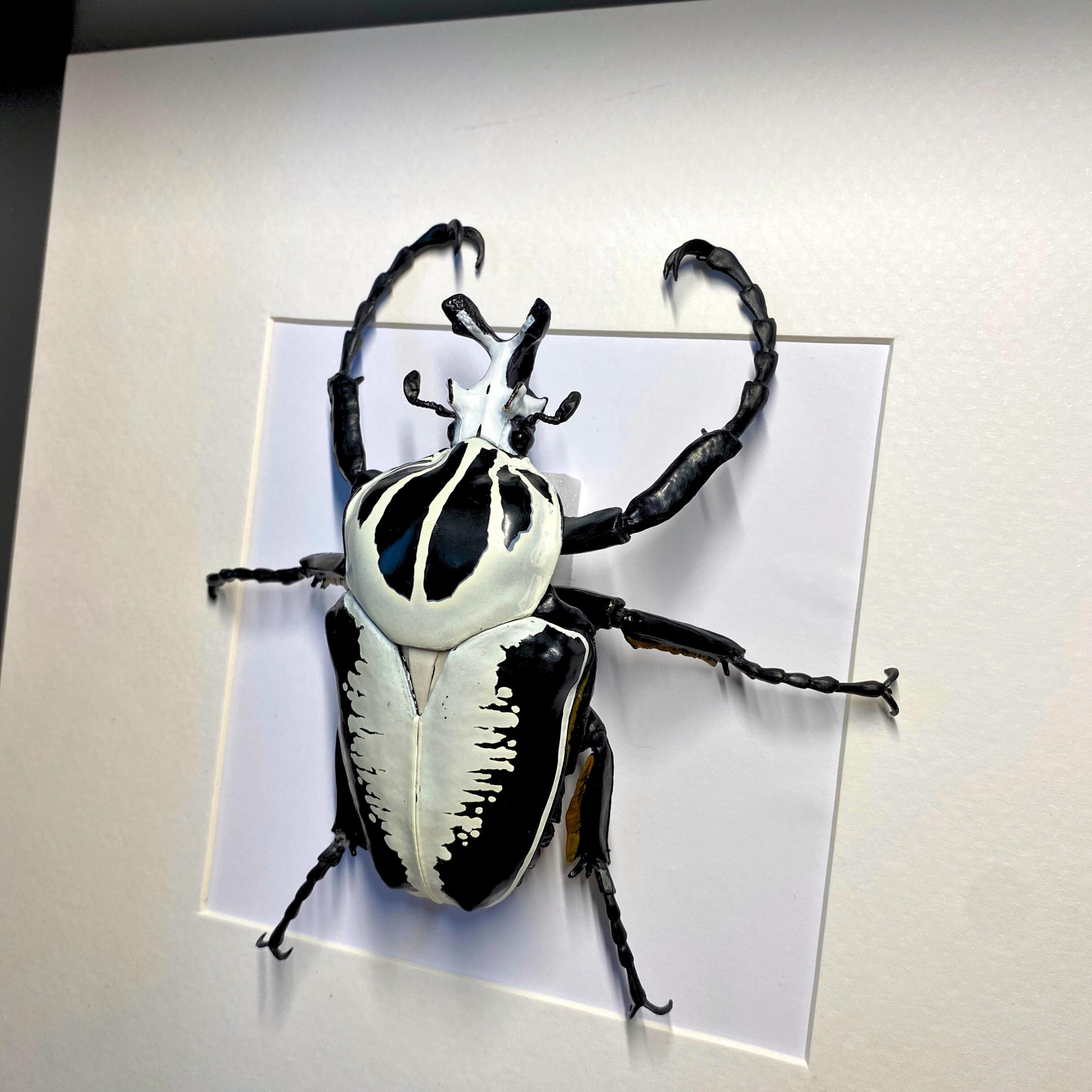 標本 Ivorycost Goliathus regius 89mm Ivorycost Goliathus regius 89mm Goliathus Beetle FIGURE MODEL in