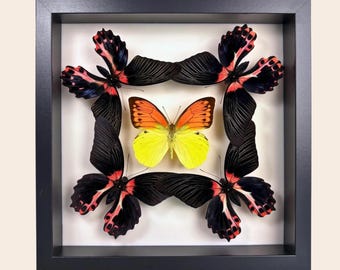 REAL Butterfly ART in wooden frame for home decoration