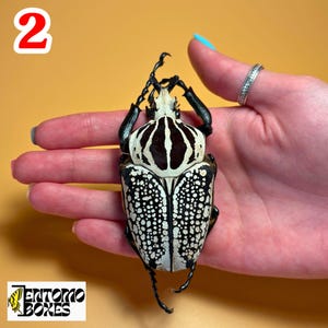 ②黒化大型 ゴライアス メレアグリス ②黒化大型 ゴライアス