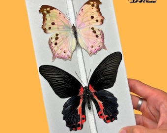 Angled insect Pinning Board for Butterflies Moths – Spreading, Mounting, Setting