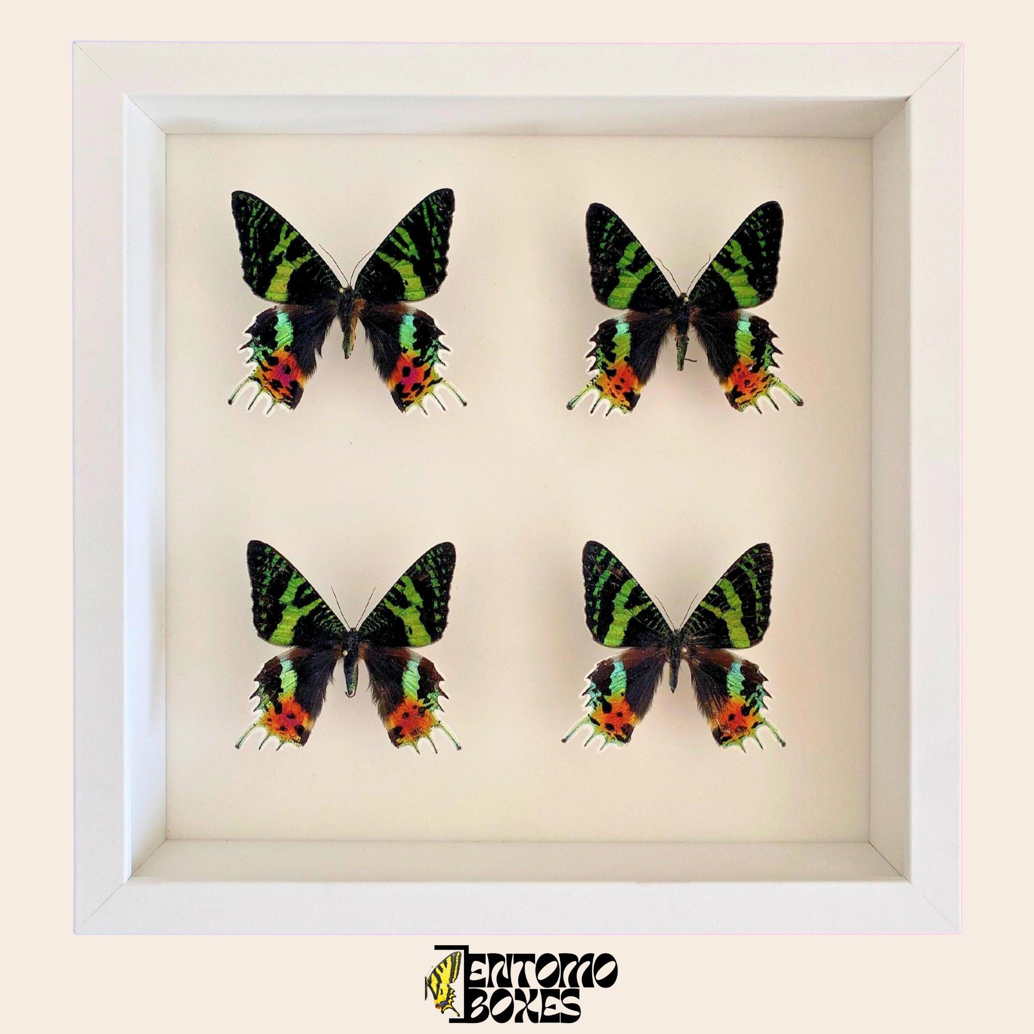 Moth In Frame Madagascar Sunset Moths in Display Frame Entomology Taxidermy - Etsy