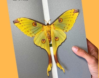 Tablero de anuncios grande