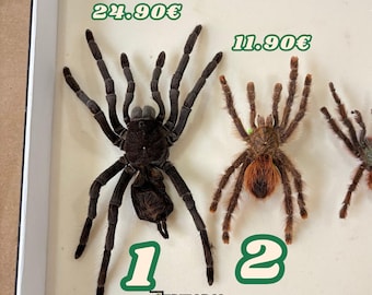 Arañas secas reales para taxidermia y arácnidos de colección