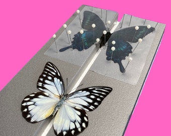 Flat Butterfly Spreading Mounting Board High Density Foam Entomology Taxidermy