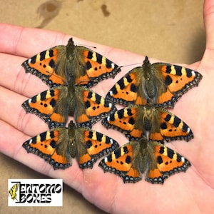 Small tortoiseshell real butterfly specimens for entomology art taxidermy collection