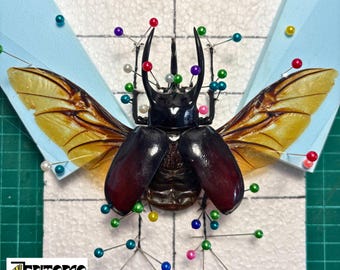 Beetle Mounting Kit – Real Goliathus or Chalcosoma Atlas – Complete Insect Spreading Kit with Tools and Guide