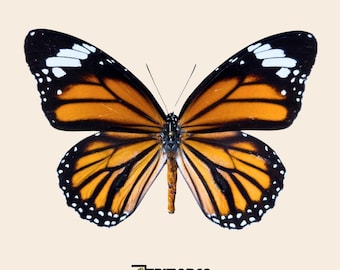 Echte vlinder Danaus-genutia - vastgemaakt of niet gemonteerd voor entomologietaxidermie