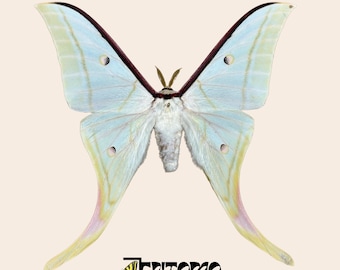 Actias selene real moth specimen for entomology taxidermy collection