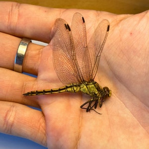 GROSSE libellule écumoire à queue noire (Orthetrum cancellatum)
