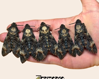 Real Death's Head Hawkmoth: Papered unmounted Acherontia Atropos Specimen moth for Taxidermy & Art