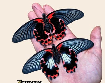 Echte vlinder Papilio rumanzovia: niet-gemonteerd rood exemplaar van A1-kwaliteit voor verzameling en taxidermie
