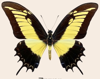 Real Papilio androgeus Tropical butterfly swallowtail butterfly taxidermy entomology