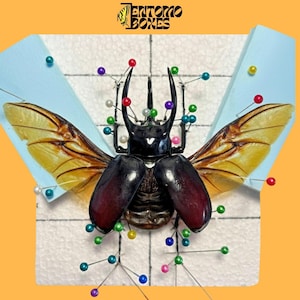 本物のカブトムシのピンニングキット：ゴリアトゥスまたはアトラス、虫のマウント（PDFガイド）