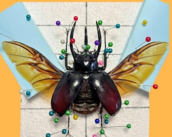 Set voor het vastzetten van een echte kever: goliathus of atlas, montage van insecten (pdf-gids)