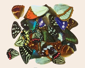 20 stuks echte vlinder insectenvleugels voor kunst DIY Home Decor taxidermiecollectie