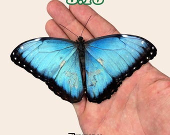 Echte blauwe morpho-vlinder: defect droog exemplaar van B-klasse voor taxidermiereparatie