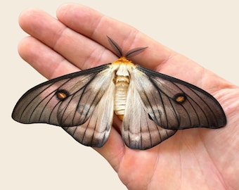 Ghostly Silkmoth Ceranchia apollina specimen for entomology taxidermy collection