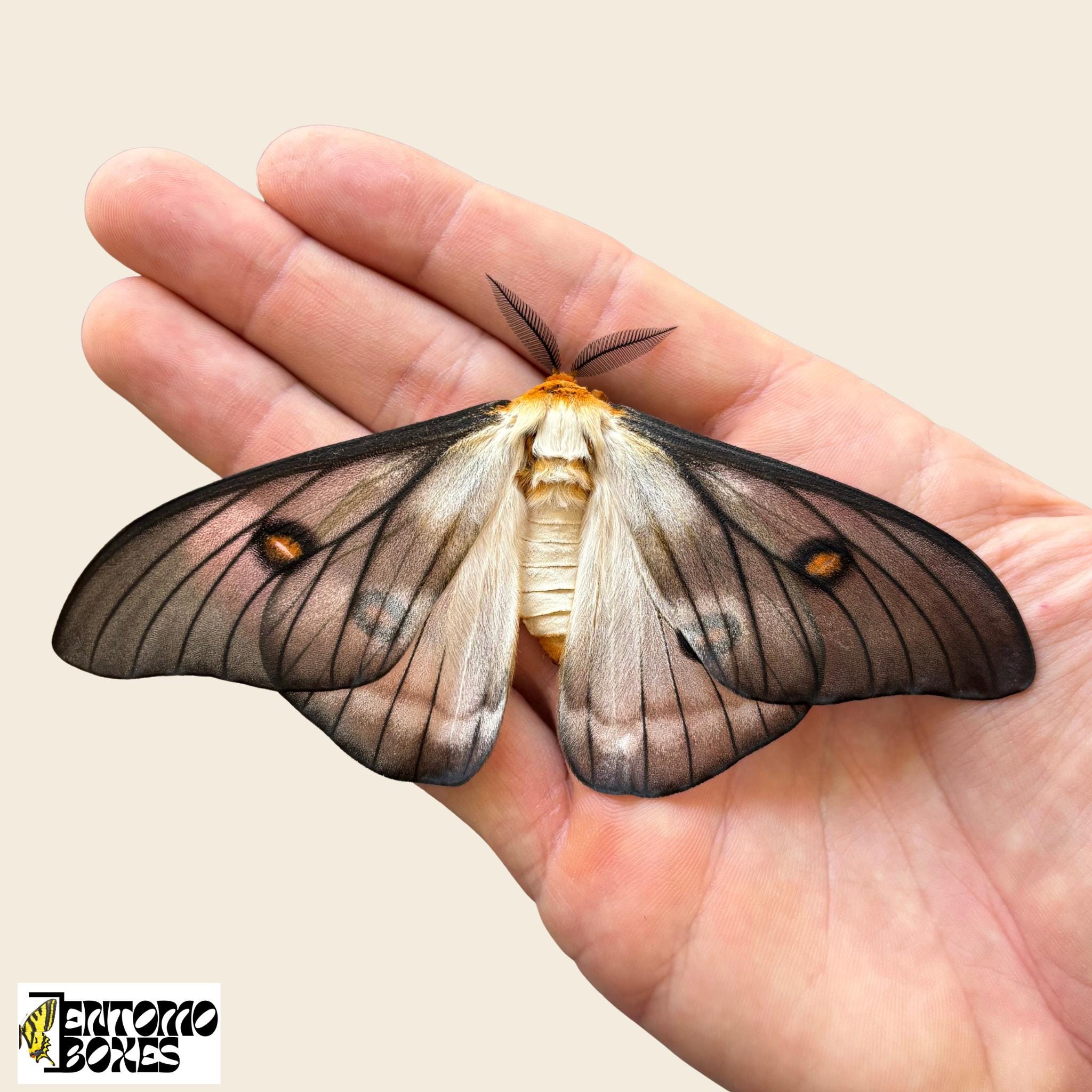 Ceranchia Apollina - Etsy