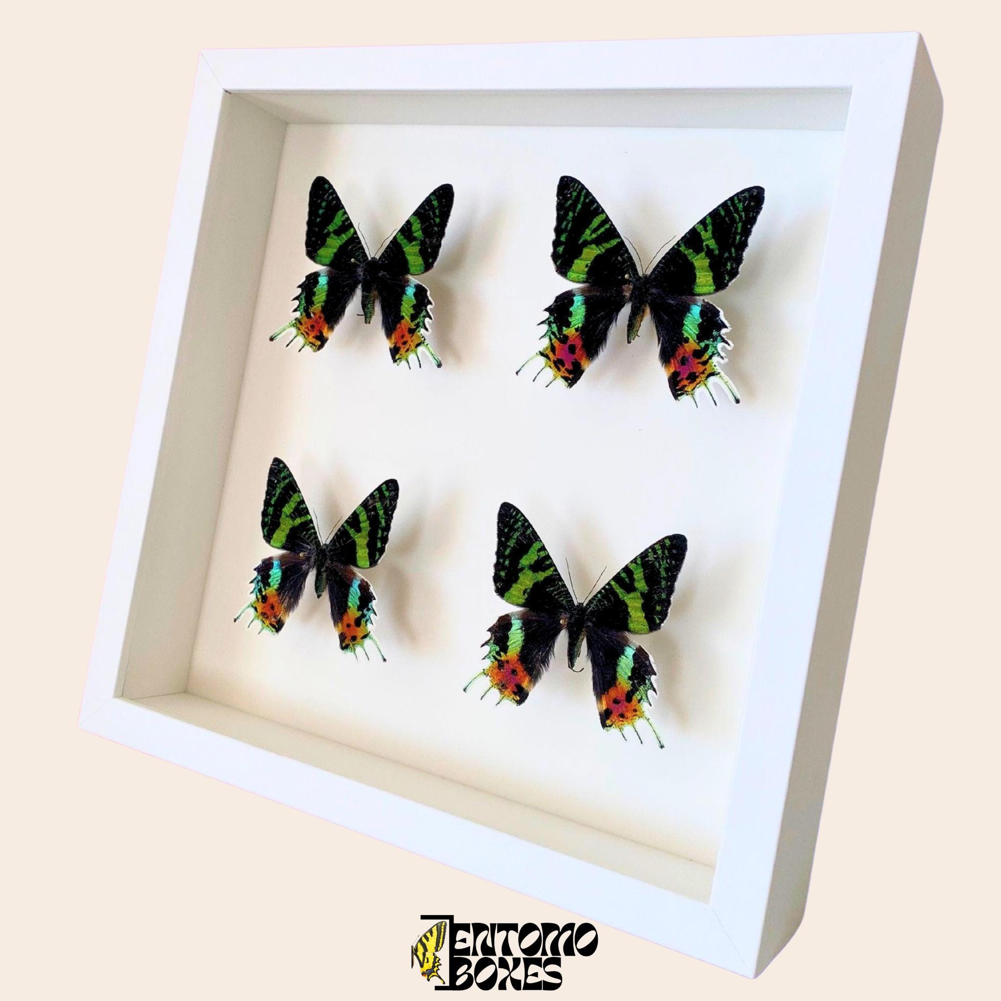 Moth In Frame Madagascar Sunset Moths in Display Frame Entomology Taxidermy - Etsy