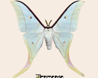 Actias Selene Pinned Specimen: Indian Moon Moth with Long Tails for Entomology Art
