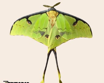 Falena della luna africana Argema mimosae Falena della seta tropicale tassidermia entomologia